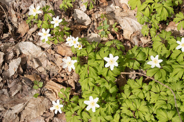 Natural patterns during spring