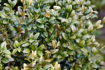 Close-up of evergreen bush boxwood in the garden. Boxwood wall in natural conditions. Family name Buxaceae, Scientific name Buxus. Selective focus with shallow depth of field