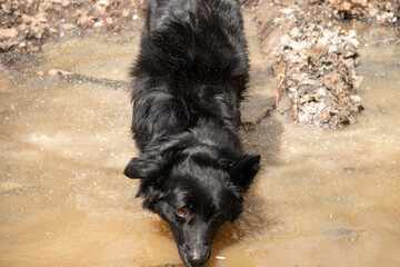 Lili, the croco-dog, in her natural habitat