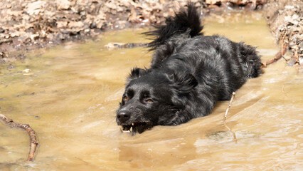 Lili, the croco-dog, in her natural habitat