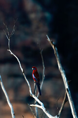 Crimson Rosella in a tree, Blue Mountains, NSW, Australia
