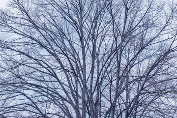 Branches of the tree in the forest.