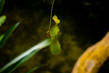 Carnivorous plant