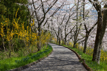 Cherry blossoms at Funaoka Castle Ruins Park, Miyagi, Japan