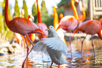 Fototapeta na wymiar duck and flamingo