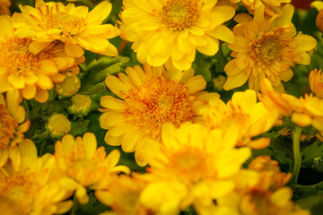 Yellow flower