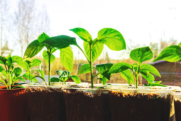 Balcony with seedlings on the windowsill.