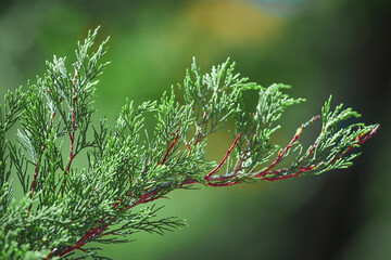 Thuja, a coniferous plant of the Cypress family. Thuja occidentalis, Thuja plicata. Green branch of...