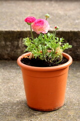 Pink Buttercup or Ranunculus Pink herbaceous flowering ornamental plants with brightly coloured densely layered pink hermaphrodite flowers that look like large buttercups mixed with elegant rounded