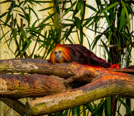 Monkey on a Branch