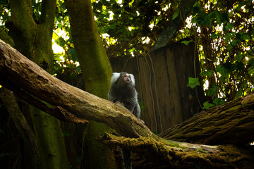 Monkey on a branch