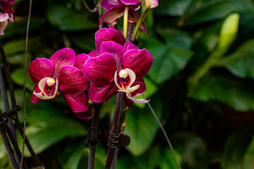 orchid