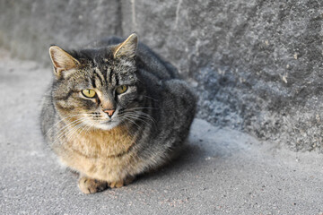 Gray cat on the background of a gray street wall. Animals. Animal protection. Cat Day.