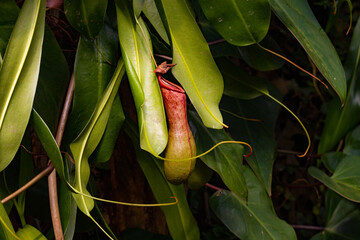 Carnivorous plant nepenthes alata