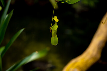 Carnivorous plant Nepenthes alata