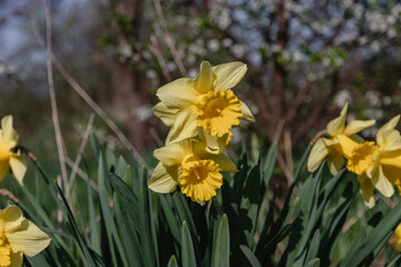 A view of yellow narcissus flowers on a background of green meadow grass. The first spring flowers. Yellow narcissus with a tubular core is one of the first spring flowers.