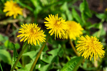Yellow blooming spring dandelions on a background of green grass