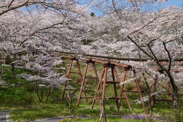 Cherry blossoms and slope car railway at Funaoka Castle Ruins Park, Miyagi, Japan