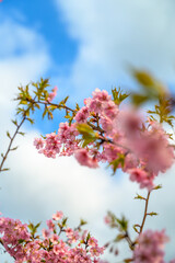 桜