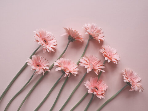 Layout of pink gerbera flower on pink background in a row. Minimalist  floral concept. Pink daisy flowers bouquet. Valentines day romantic  background. Pastel pink aesthetic. Layout, card, copy space. Stock Photo |