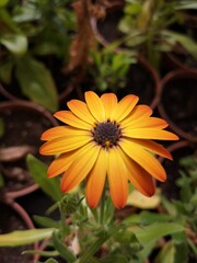 Flores de jardines de Madrid,España	
