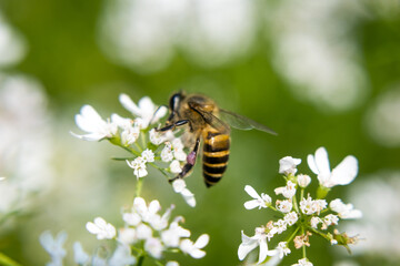 A bee collecting nectar from flower of coriander