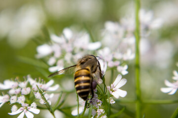 A bee collecting nectar from flower of coriander