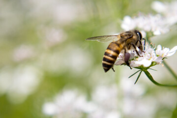 A bee collecting nectar from flower of coriander