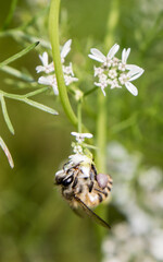 A bee collecting nectar from flower of coriander
