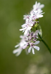 Flower of a coriander plant in a sunny day