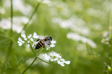 A bee collecting nectar from flower of coriander
