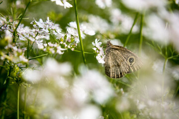 A brown butterfly in the flower of coriander