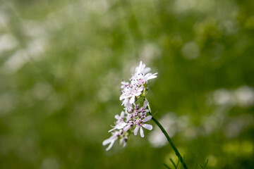 Flower of a coriander plant in a sunny day