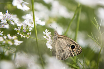 A brown butterfly in the flower of coriander
