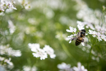 A bee collecting nectar from flower of coriander