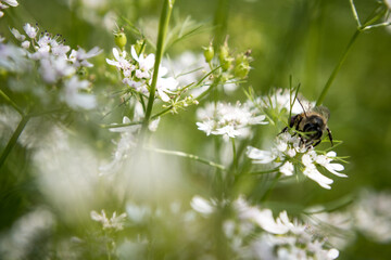 A bee collecting nectar from flower of coriander