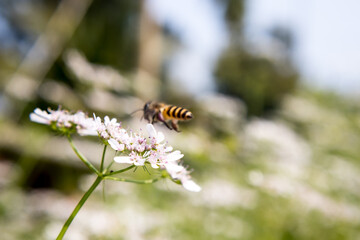A bee collecting nectar from flower of coriander