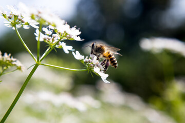 A bee collecting nectar from flower of coriander