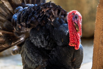 Close-up of a spirited giant turkey