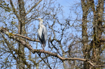 H&eacute;ron&nbsp;cendr&eacute; sauvage canal de Bourgogne