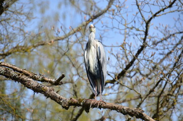 Héron cendré sauvage canal de Bourgogne