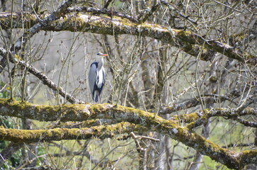 Héron cendré sauvage canal de Bourgogne