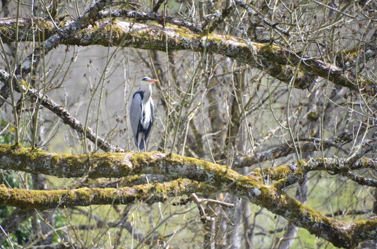 H&eacute;ron&nbsp;cendr&eacute; sauvage canal de Bourgogne