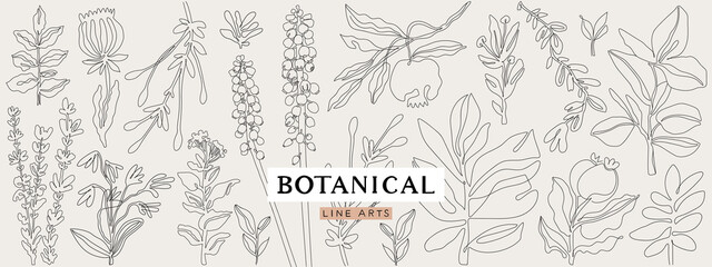 Botanical line art collection. Floral outline elements for print, logo, poster, card design.