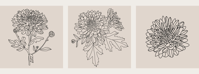 Outline asters flowers set. Line art vector illustration