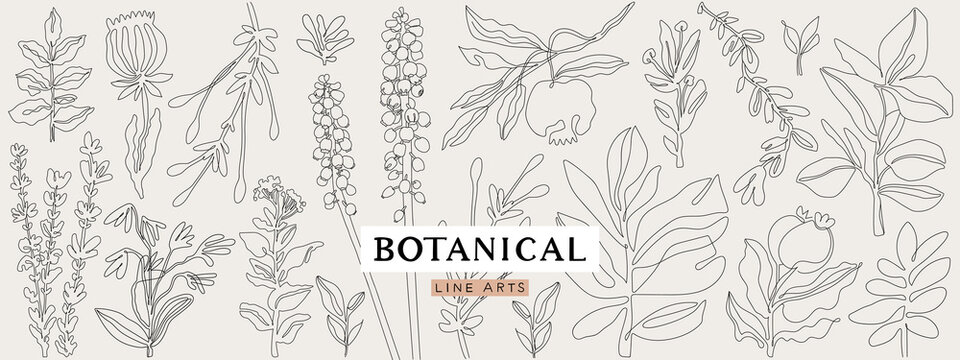 Botanical line art collection. Floral outline elements for print, logo, poster, card design.