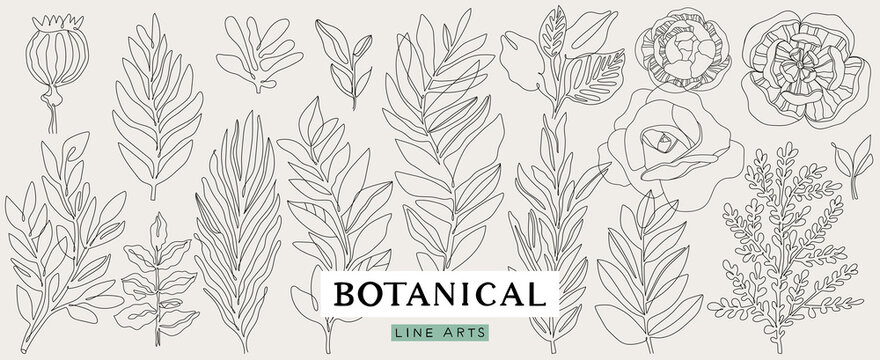 Botanical line art collection. Floral outline elements for print, logo, poster, card design
