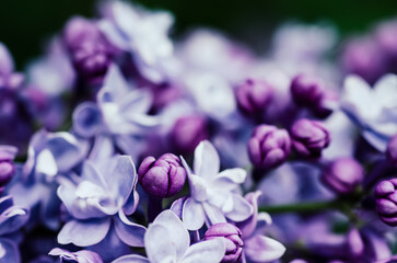 Naklejka na ściany i meble Lilac flowers macro