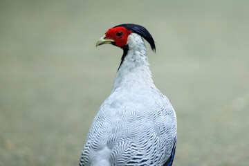A male Silver Pheasant (Lophura nycthemera) 