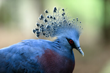 A Victoria crowned pigeon.